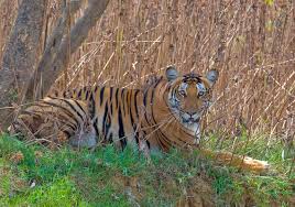 Essential Information About Tadoba Tiger Safaris and Tadoba Accommodation