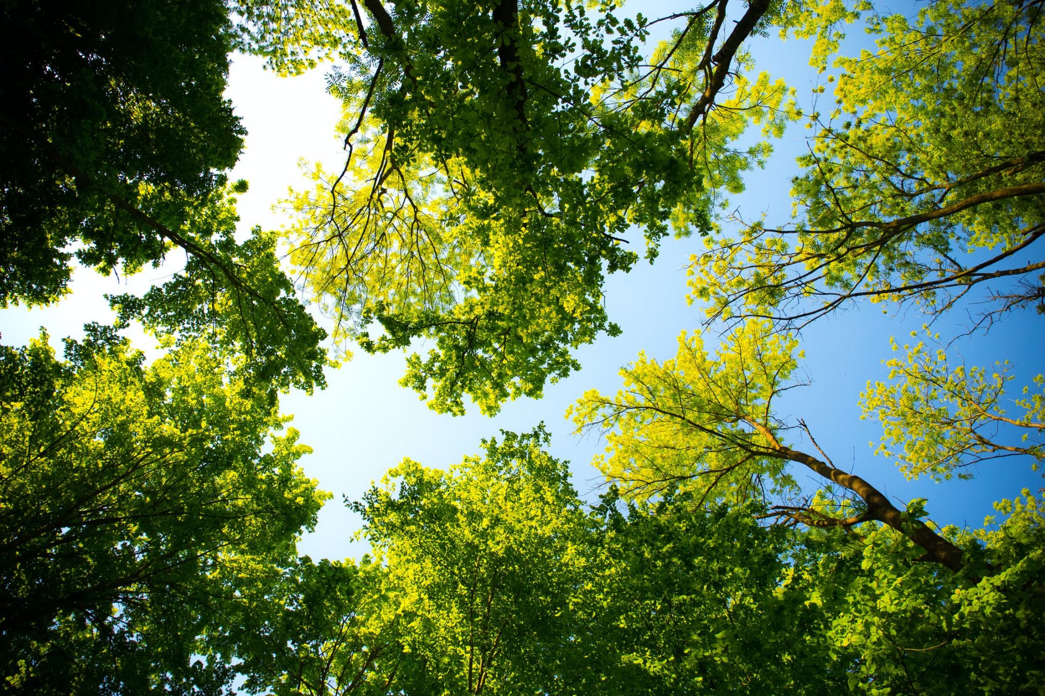 3-trees-to-remove-from-your-property-if-you-have-bad-allergies